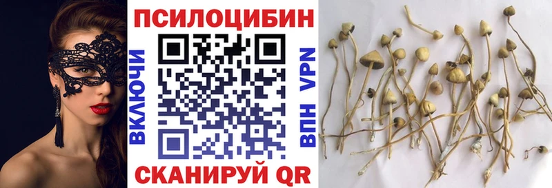 Галлюциногенные грибы Psilocybine cubensis  Ростов 